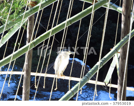 A rabbit that flew to the snow 37953019