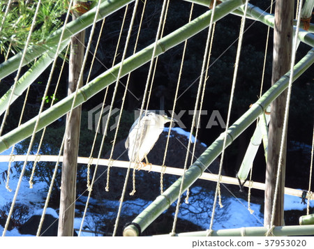 A rabbit that flew to the snow 37953020