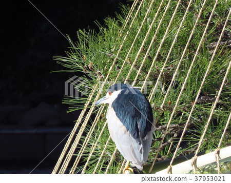 A rabbit that flew to the snow 37953021