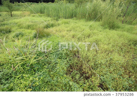 富山縣富山縣中山山的草原 37953286