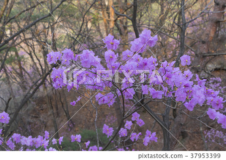 首爾，Dobong-gu，Dobongsan 37953399