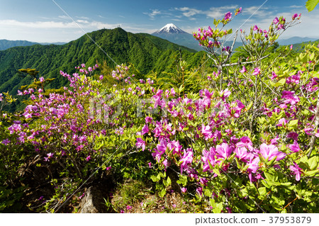 Mitsutsutsuji and Mt. Fuji seen from the summit of Mt. 37953879