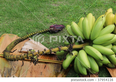 Akabanana Akabanana 37954116