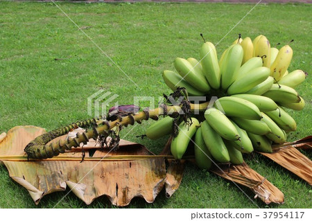 Akabanana Akabanana 37954117