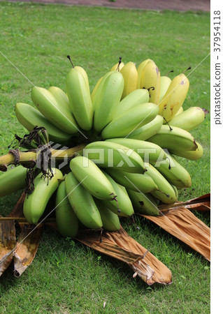 Akabanana Akabanana 37954118