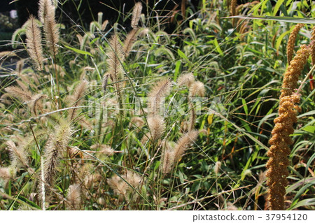 Enokologusa(小米的起源)和小米 Enokologusa(小米的起源)和小米 37954120