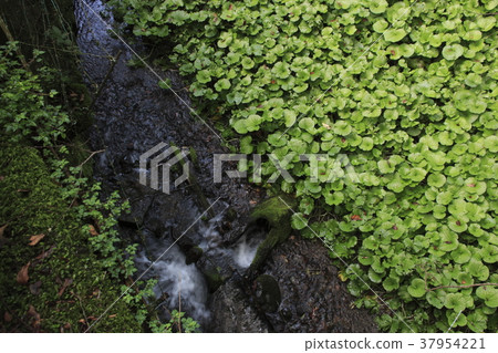 Wasabi field of waterfall of Joren 37954221