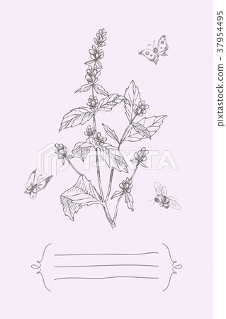 Vintage botanical illustration blossom flower with 37954495