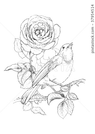 Rose and little bird. Vintage hand drawn Rose and little bird. Vintage hand drawn 37954514