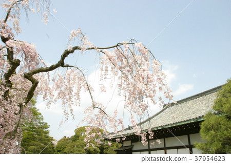 日本櫻花樹 37954623