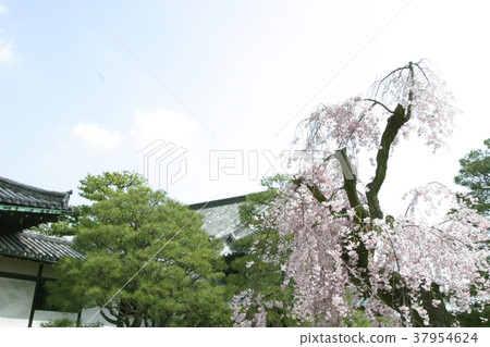 日本櫻花樹 37954624