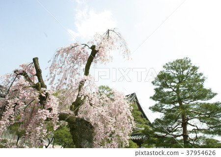 日本櫻花樹 37954626
