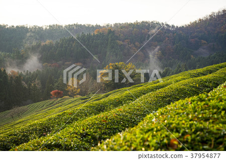 全南市寶城郡大邱綠茶場 全南市寶城郡大邱綠茶場 37954877