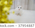 Pearl White Hamster 37954887
