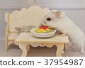 Hamster to eat 37954987
