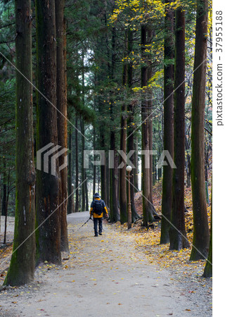 Dae-won, green tea field, Boseong-gun, Jeonnam 37955188
