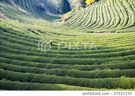 全南市寶城郡大邱綠茶場 全南市寶城郡大邱綠茶場 37955195