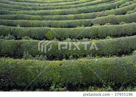 全南市寶城郡大邱綠茶場 全南市寶城郡大邱綠茶場 37955196
