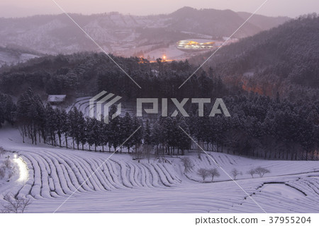 Dae-won, green tea field, Boseong-gun, Jeonnam 37955204