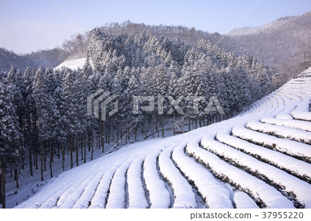 Dae-won, green tea field, Boseong-gun, Jeonnam 37955220