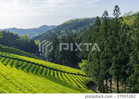Dae-won, green tea field, Boseong-gun, Jeonnam Dae-won, green tea field, Boseong-gun, Jeonnam 37955262