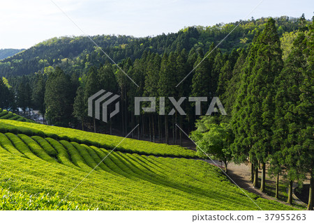 Dae-won, green tea field, Boseong-gun, Jeonnam Dae-won, green tea field, Boseong-gun, Jeonnam 37955263