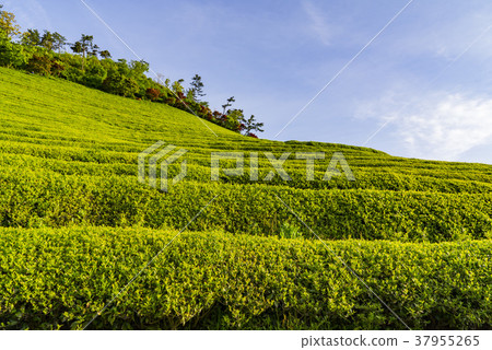 全南市寶城郡大邱綠茶場 全南市寶城郡大邱綠茶場 37955265