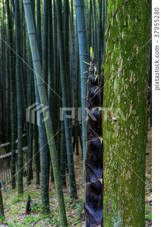 Dae-won, green tea field, Boseong-gun, Jeonnam 37955280