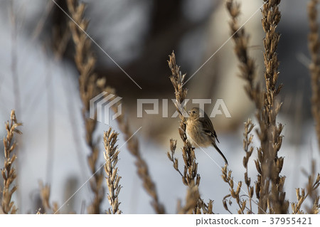 Benimasico停在工廠 37955421