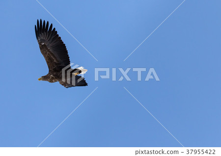 飛行藍天的白被盯梢的老鷹 37955422