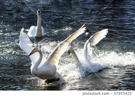 追逐的天鵝 追逐的天鵝 37955425