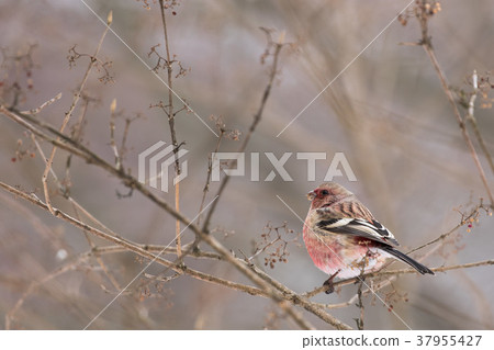 Benimashiko停在樹枝上 Benimashiko停在樹枝上 37955427