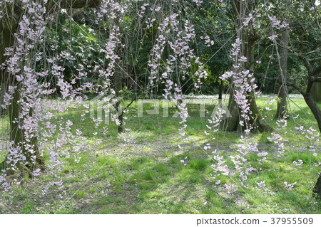下垂的櫻桃樹 37955509