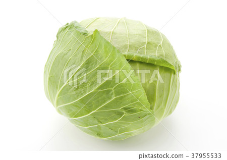cabbage cabbage 37955533