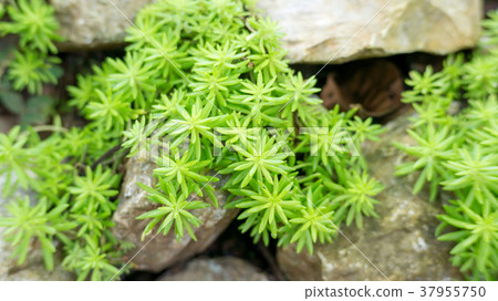 Angelina Creeping Sedum, Sedum rupestre 'Angelina' Angelina Creeping Sedum, Sedum rupestre 'Angelina' 37955750