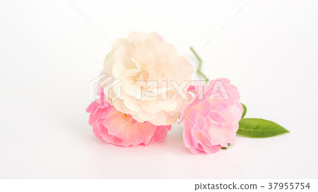 Pink and white rose flower on a white background. 37955754