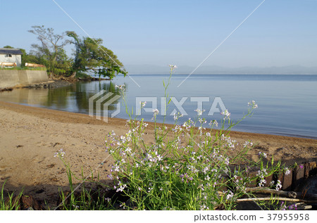 湖畔鮮花和湖景 37955958