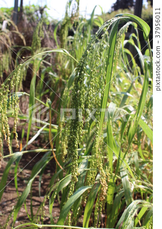 Millet Millet 37956011