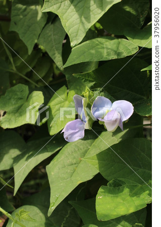 Rocky bean flowers Rocky bean flowers 37956020