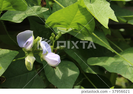 落葉花 落葉花 37956021