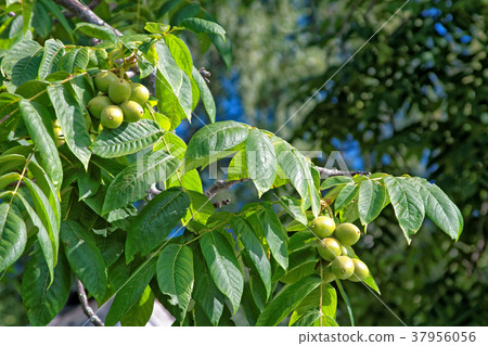 Fruits and leaves of a tree Manchurian walnut Fruits and leaves of a tree Manchurian walnut 37956056