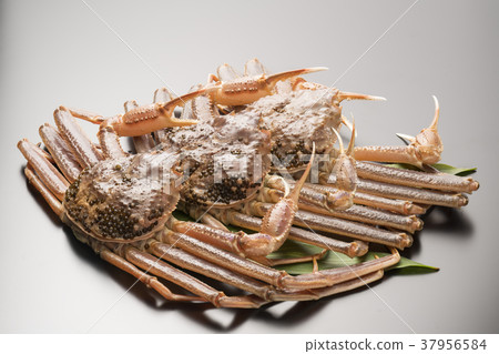 Matsuba crab 37956584
