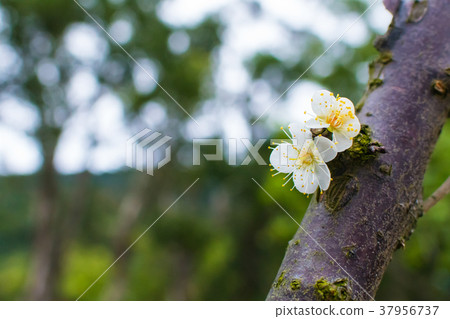 台灣，石林辦事處，梅花，祗園，花展 37956737