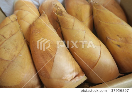 bambooshoot  37956897