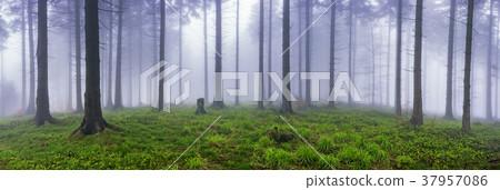Spring spruce forest Spring spruce forest 37957086