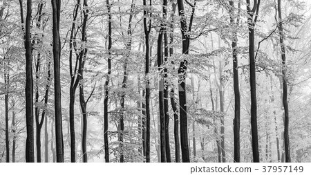 Panorama beech forest Panorama beech forest 37957149