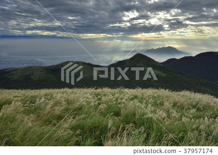 陽明山,陽明山國家公園,中華台北,臺灣,秋天,秋季,芒花 37957174