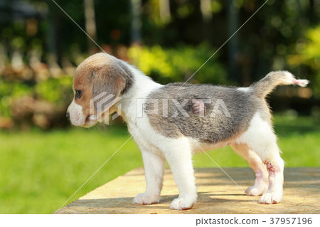 hurt silver color beagle puppy hurt silver color beagle puppy 37957196