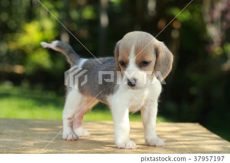 hurt silver color beagle puppy hurt silver color beagle puppy 37957197