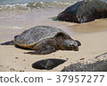 海龜 37957277